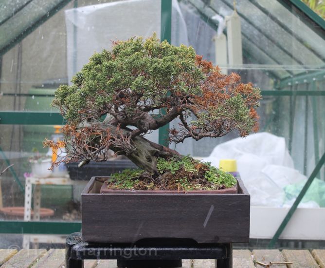 juniper bonsai